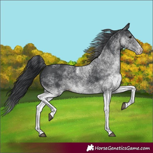 Horse Color:White Spotted Black