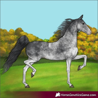 Horse Color:White Spotted Black