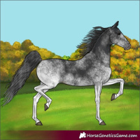 Horse Color:White Spotted Black 