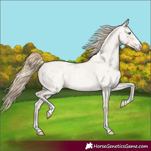 Horse Color:Smoky Creme Roan Dun 