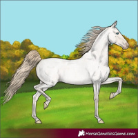 Horse Color:Smoky Creme Roan Dun