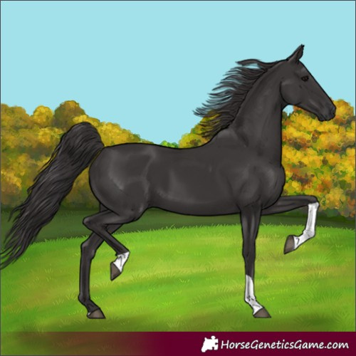 Horse Color:Smoky Black Tobiano 