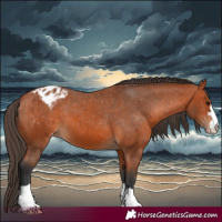 Horse Color:Bay Appaloosa 