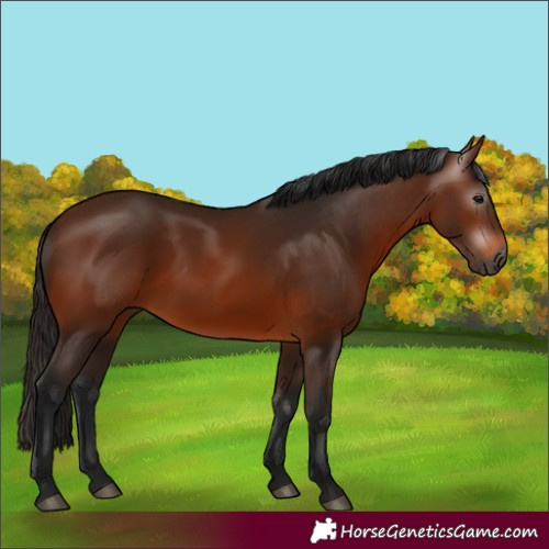 Horse Color:Gray Bay 