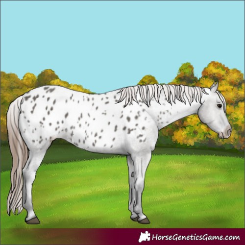 Horse Color:Grullo Appaloosa 