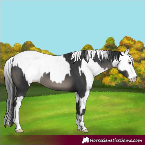 Horse Color:Black  and White Spotted Black 