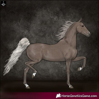 Horse Color:Silver Black