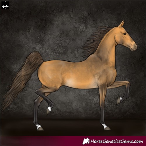 Horse Color:Buckskin 