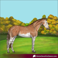 Horse Color:Gray Red Dun and Chestnut Splash