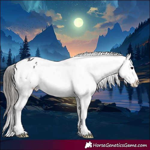 Horse Color:Black Sabino Tobiano Appaloosa 
