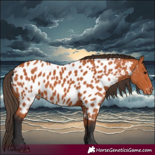 Horse Color:Bay Appaloosa