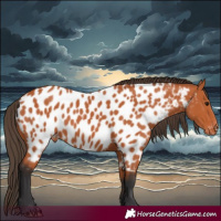 Horse Color:Bay Appaloosa 