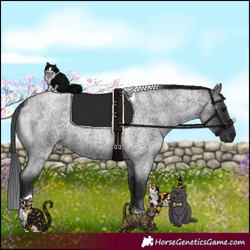 Horse Color:Blue Roan Tobiano 