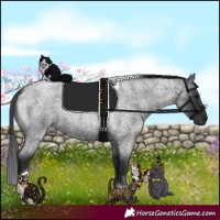 Horse Color:Blue Roan Tobiano