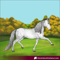 Horse Color:Gray White Spotted Black  and Gray White Spotted Black Appaloosa 