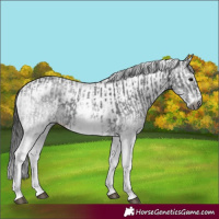 Horse Color:Gray White Spotted Black  and Gray White Spotted Black Appaloosa 