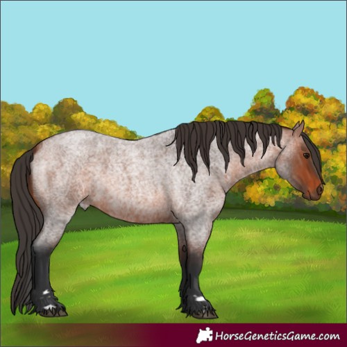 Horse Color:Bay Roan 
