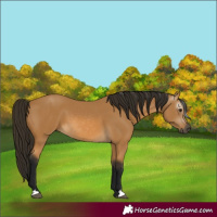 Horse Color:Gray Buckskin