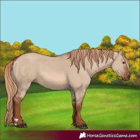Horse Color:Red Dun Rabicano