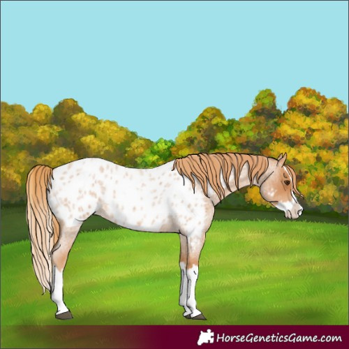 Horse Color:Red Roan Splash Appaloosa