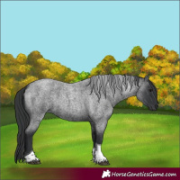 Horse Color:Blue Roan Tobiano 