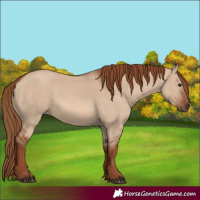 Horse Color:Red Dun Rabicano 