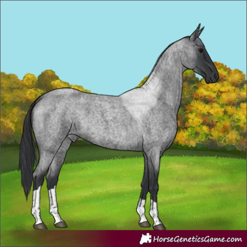 Horse Color:Blue Roan Tobiano 
