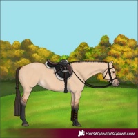 Horse Color:Bay Dun