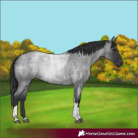 Horse Color:Blue Roan Tobiano 