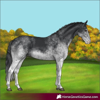 Horse Color:White Spotted Black