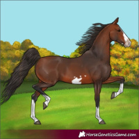 Horse Color:Bay Splash Frame