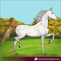 Horse Color:Chestnut Appaloosa 