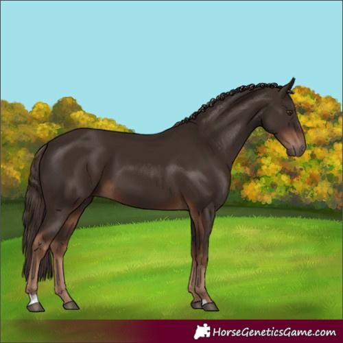 Horse Color:Liver Chestnut