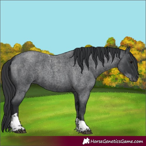 Horse Color:Blue Roan Tobiano 