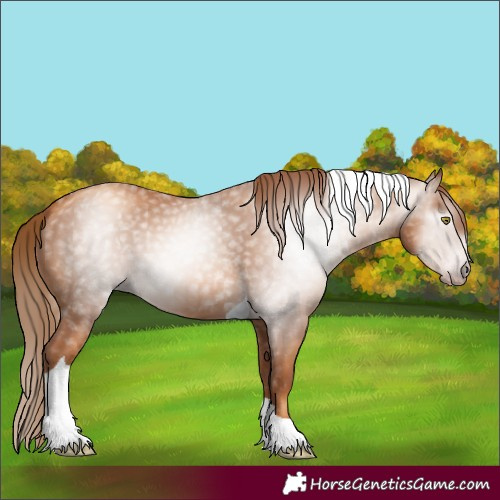 Horse Color:Gray Gold Champagne Tobiano