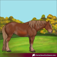 Horse Color:Chestnut 