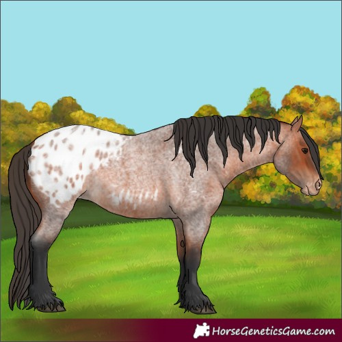 Horse Color:Bay Roan Blanket 