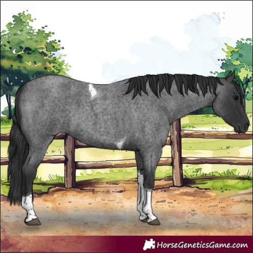 Horse Color:Blue Roan Tobiano 