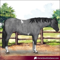 Horse Color:Blue Roan Tobiano