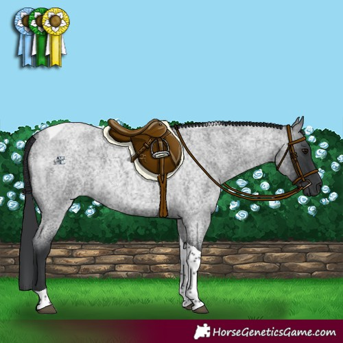Horse Color:Blue Roan Tobiano 