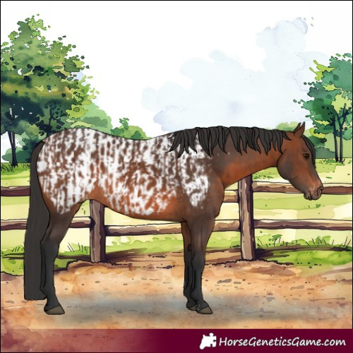 Horse Color:Brown Rabicano  and Brown Blanket Rabicano 