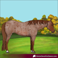 Horse Color:Red Roan
