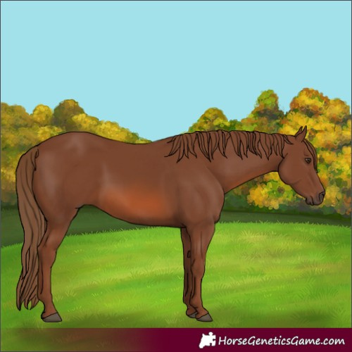 Horse Color:Chestnut 