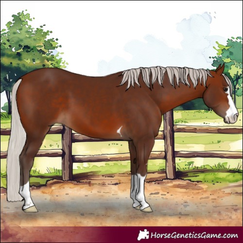 Horse Color:Silver Brown 