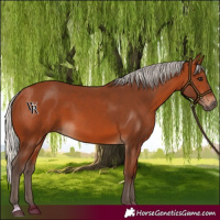 Horse Color:Silver Bay 