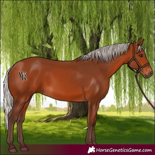 Horse Color:Silver Bay 