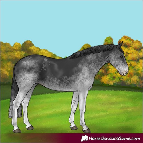 Horse Color:White Spotted Black 