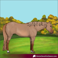 Horse Color:Red Dun 