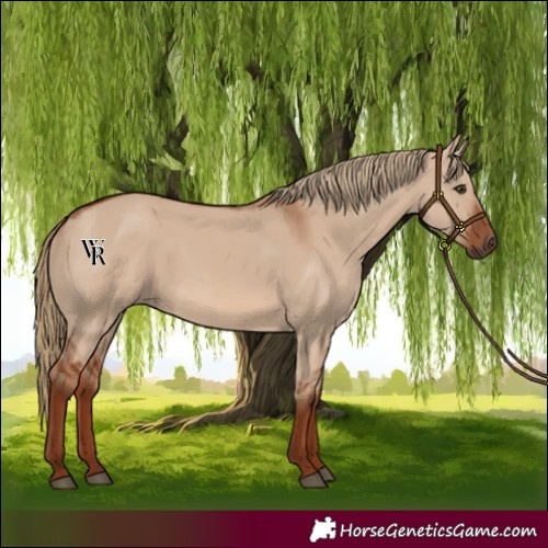 Horse Color:Red Dun 