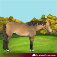 Horse Color:Buckskin 
